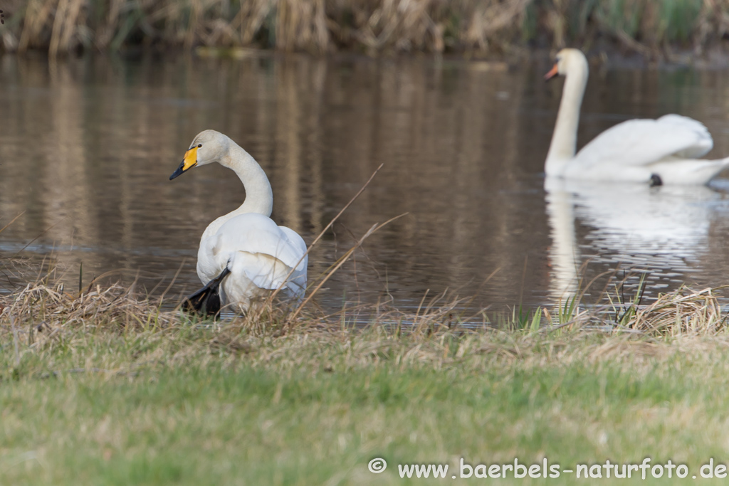 Singschwan