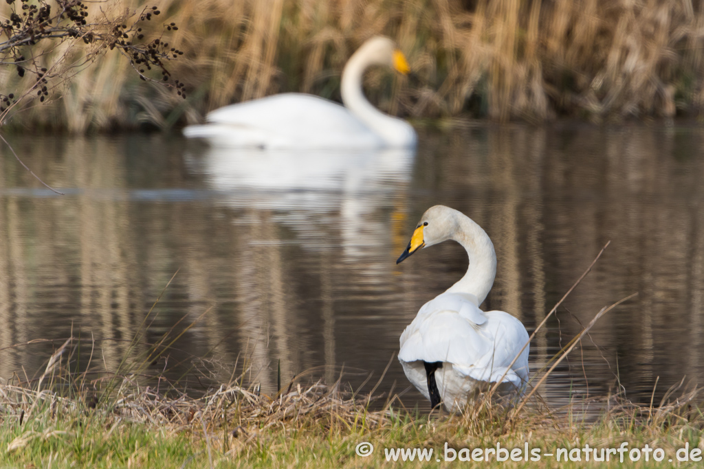 Singschwan