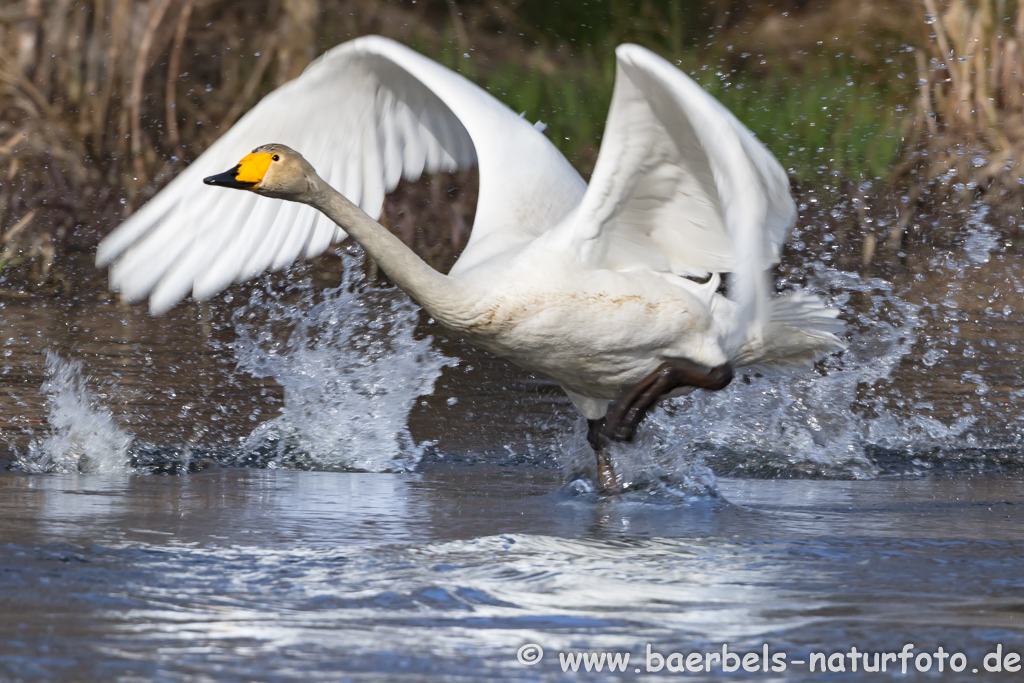 Singschwan