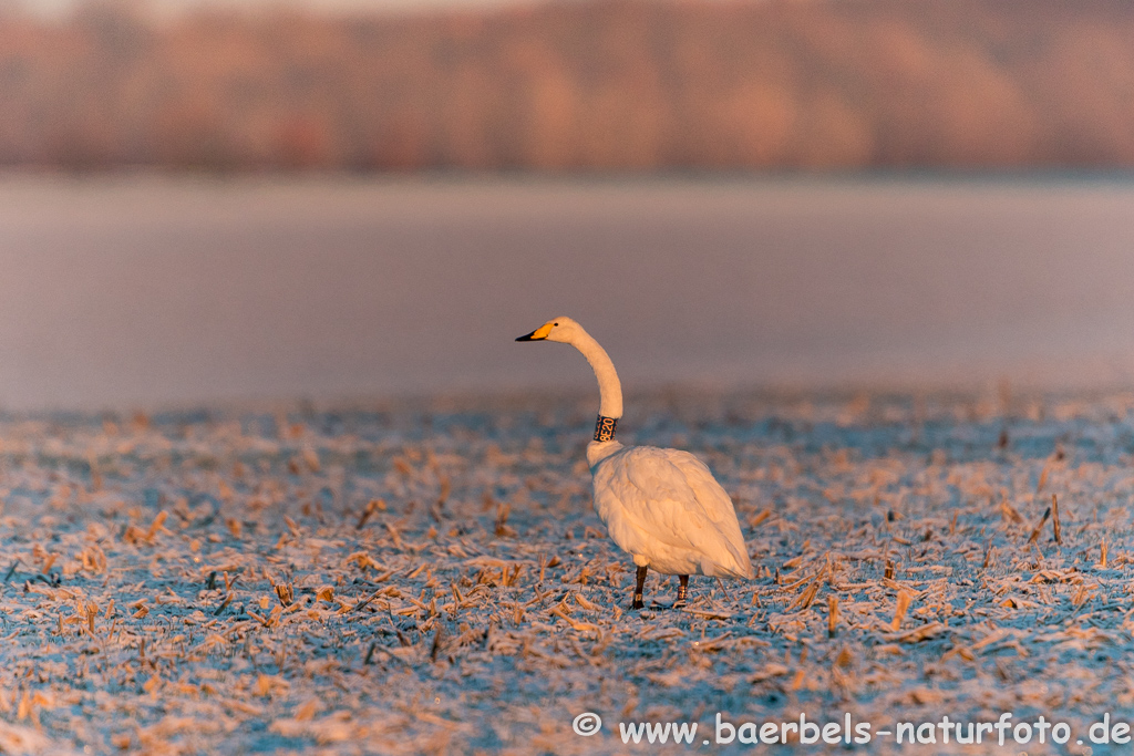 Singschwan