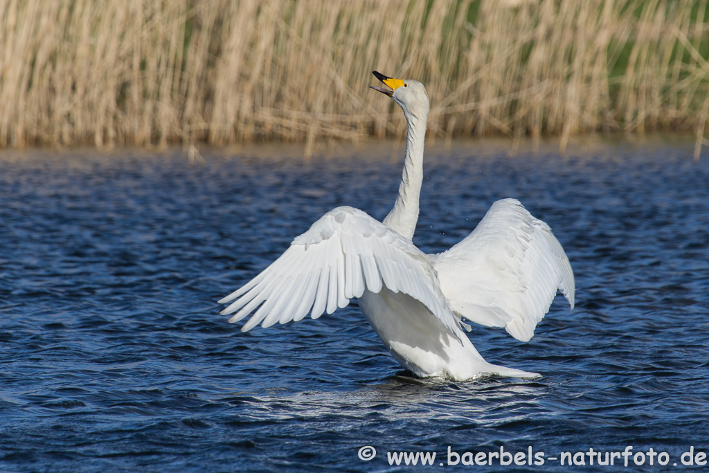 Singschwan