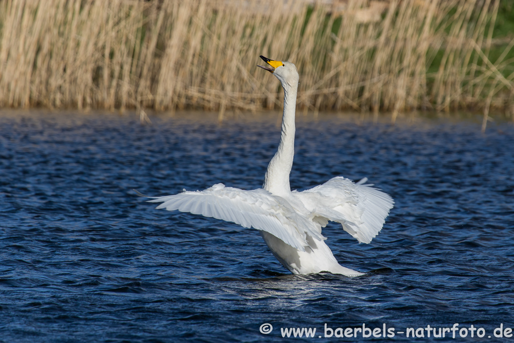 Singschwan