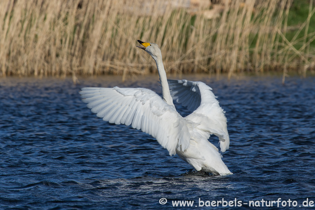 Singschwan