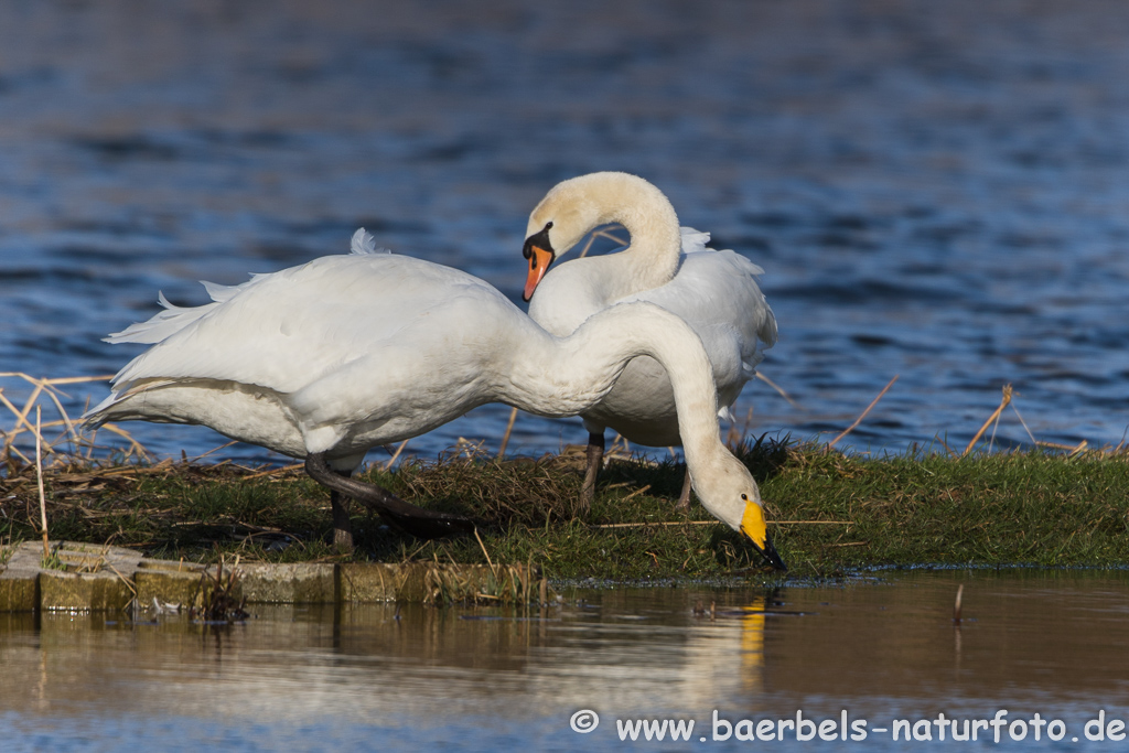 Singschwan