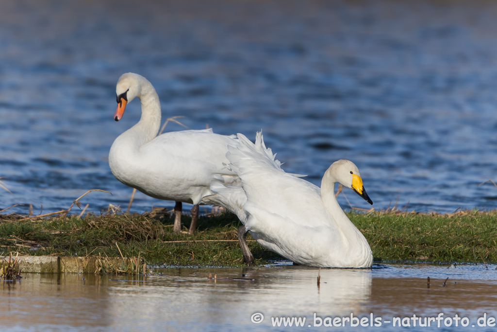 Singschwan