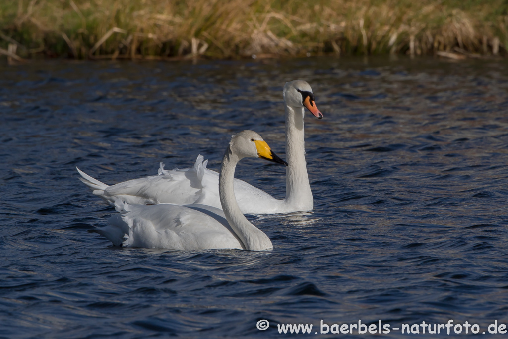 Singschwan