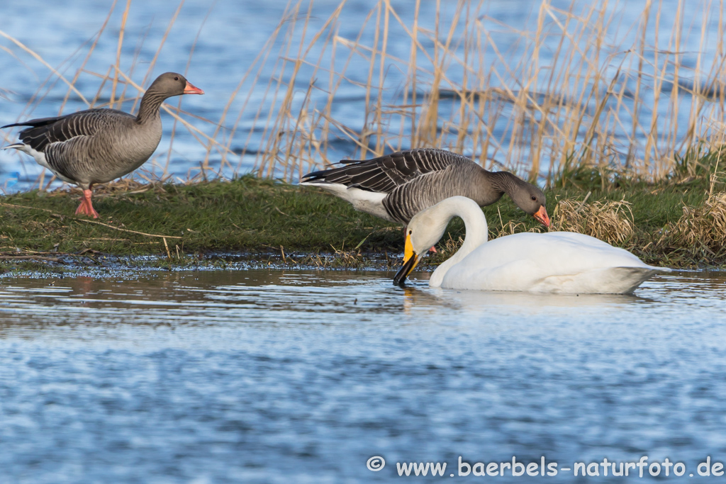 Singschwan