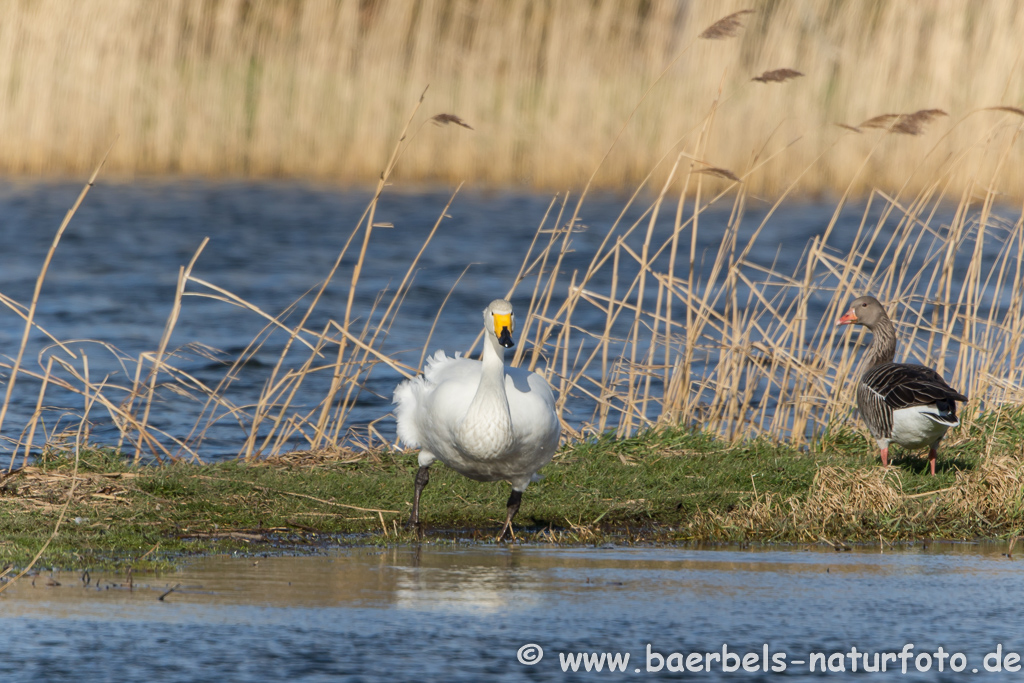 Singschwan