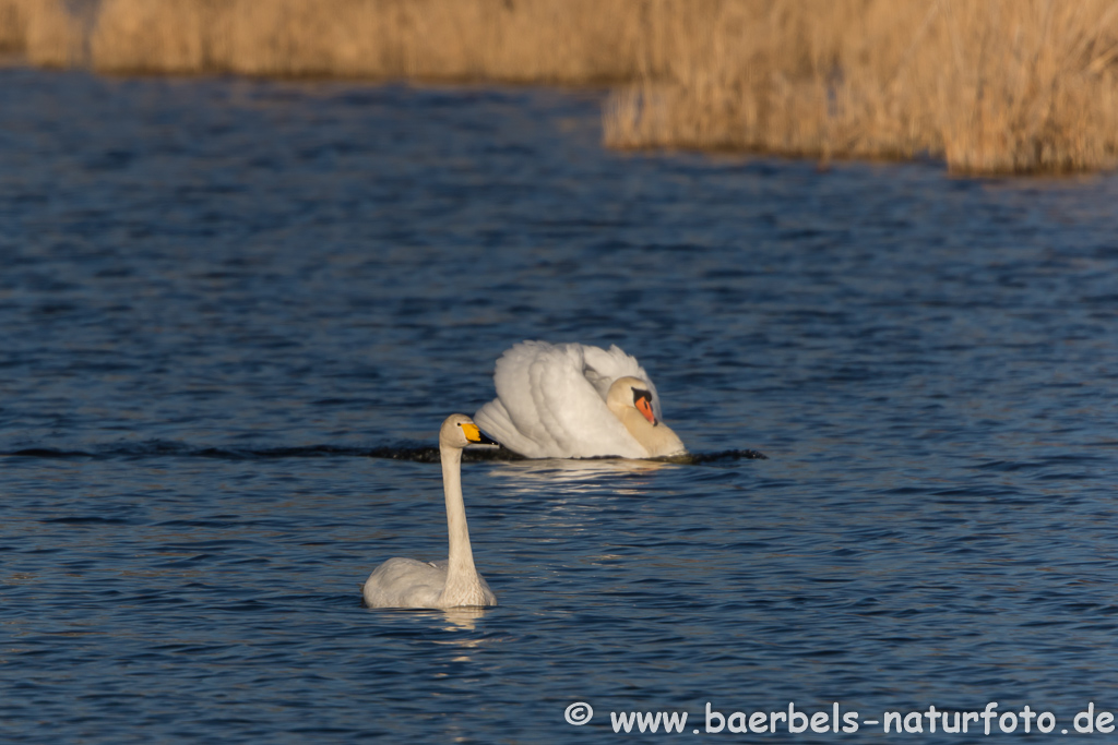 Singschwan