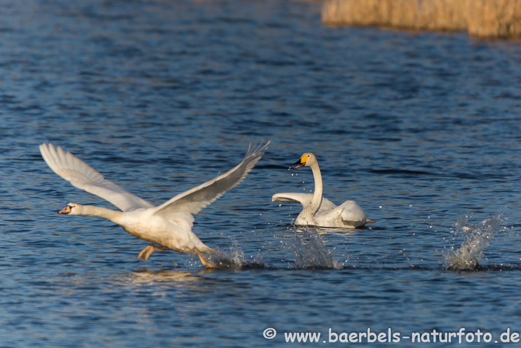 Singschwan