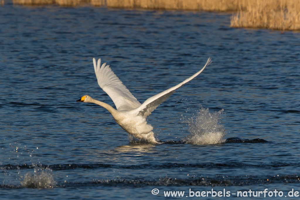 Singschwan