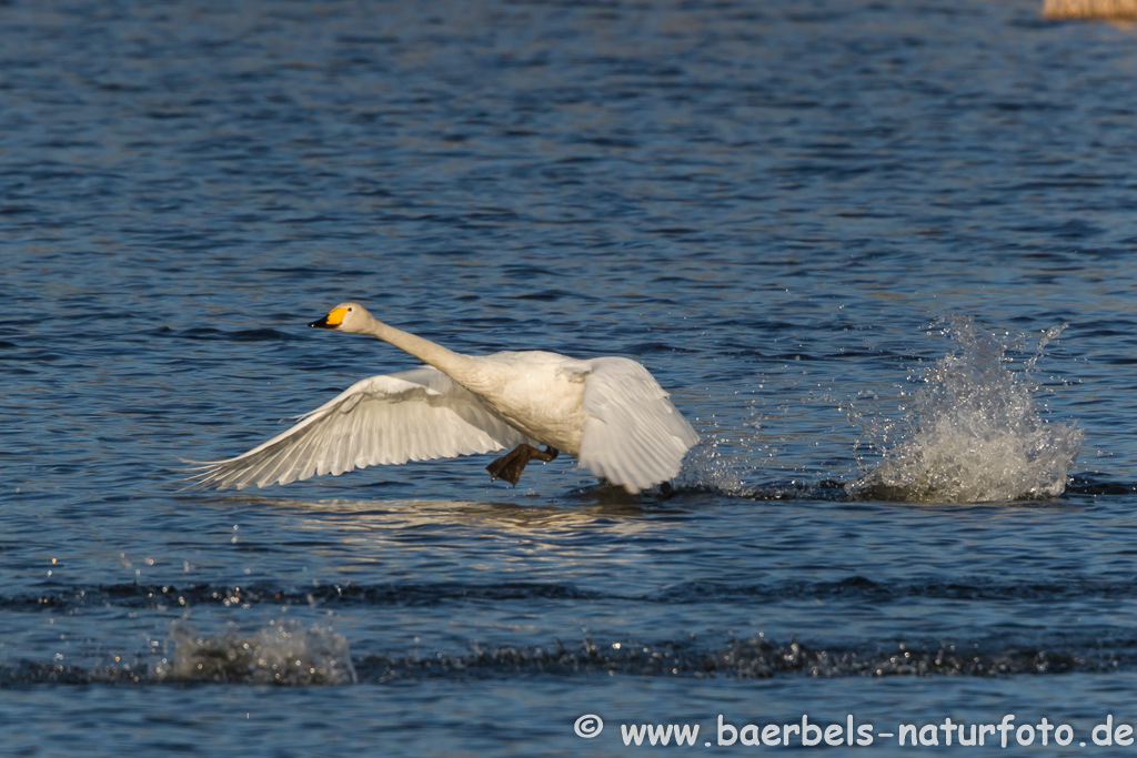 Singschwan