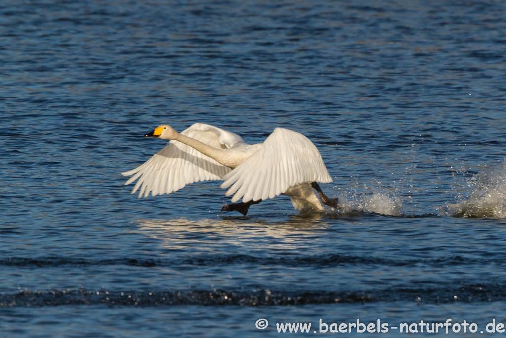 Singschwan