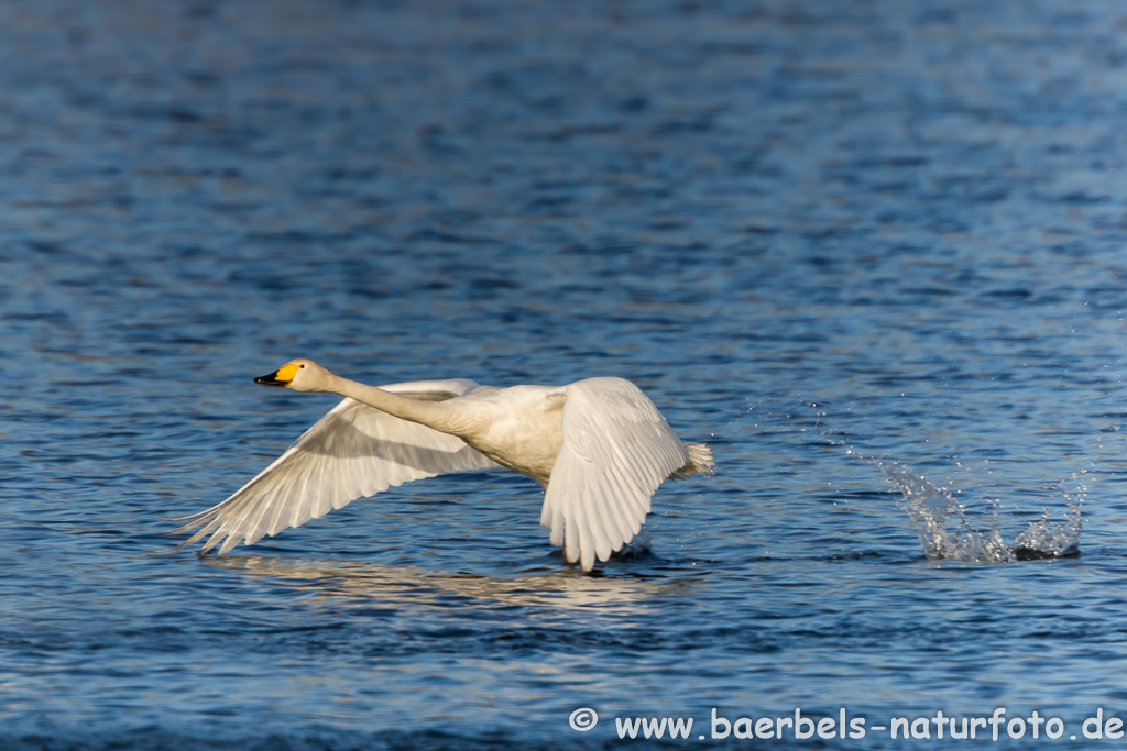 Singschwan