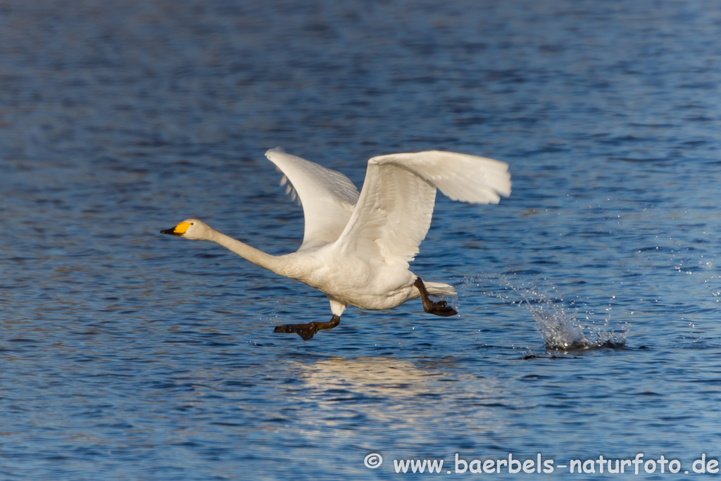 Singschwan