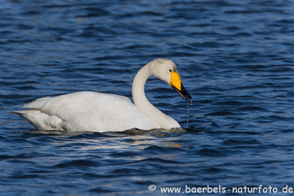 Singschwan