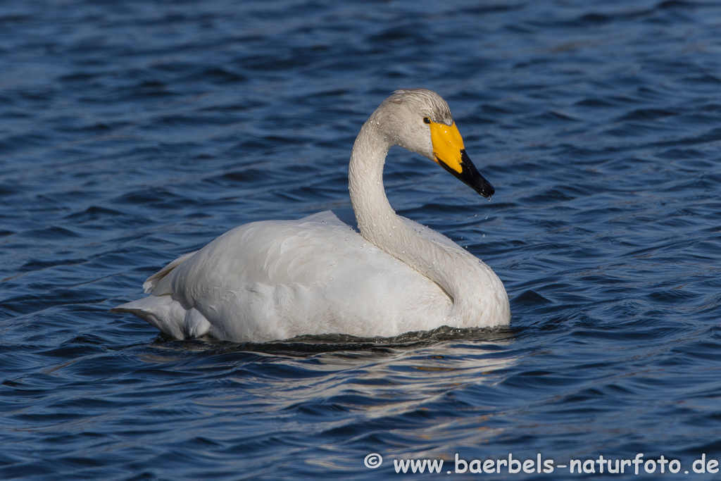 Singschwan