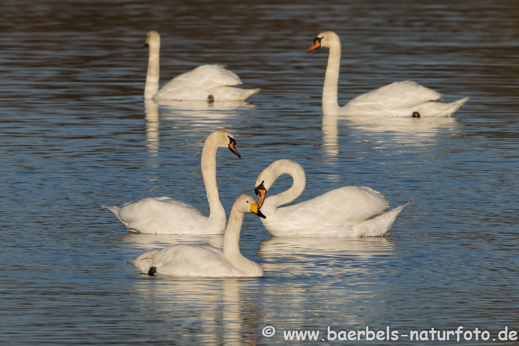 Singschwan