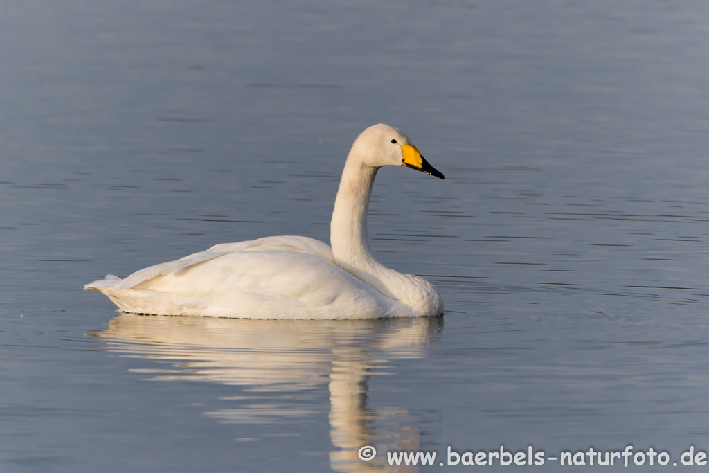 Singschwan