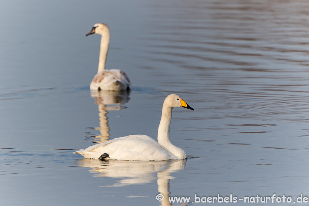 Singschwan