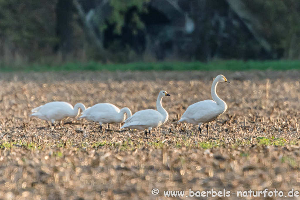 Singschwan