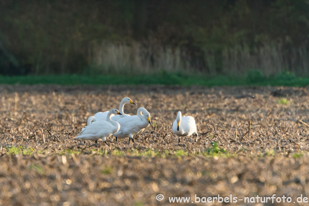 Singschwan