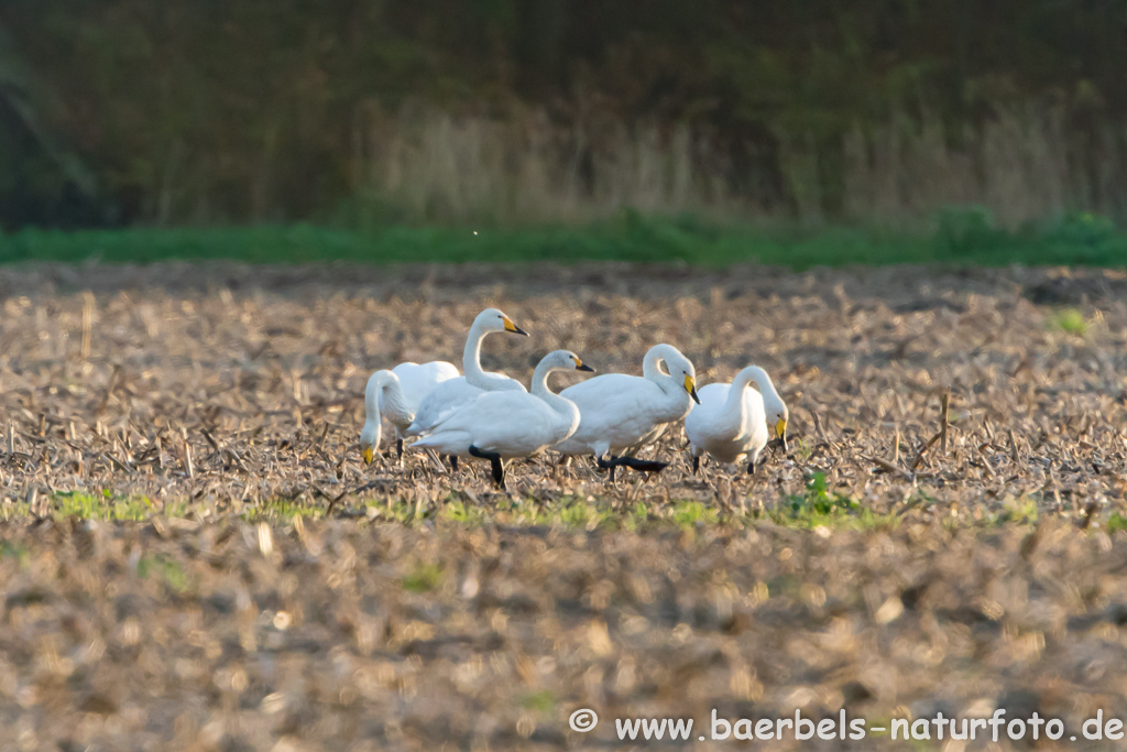 Singschwan