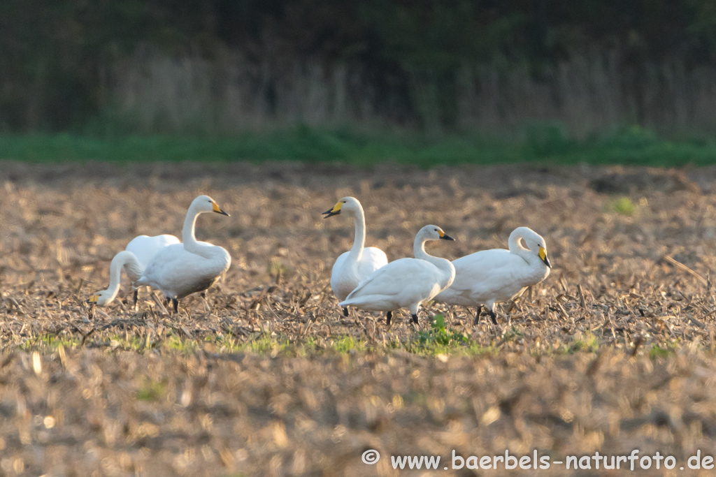 Singschwan