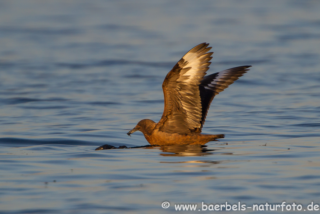 Skua