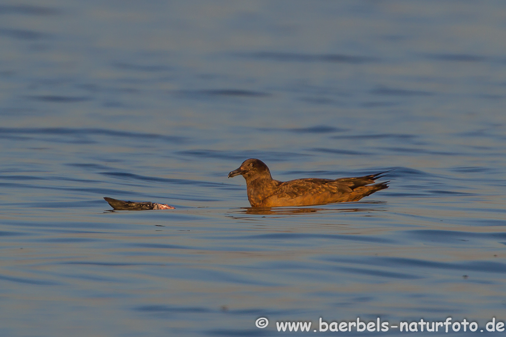 Skua