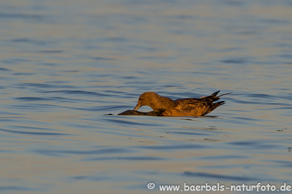 Skua