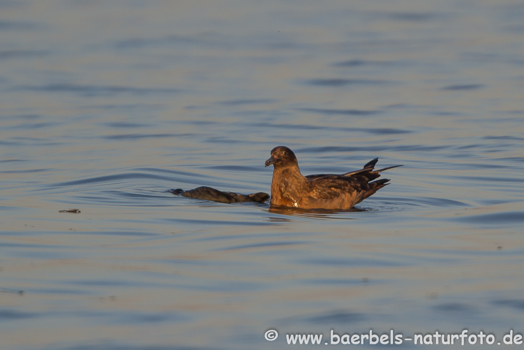 Skua