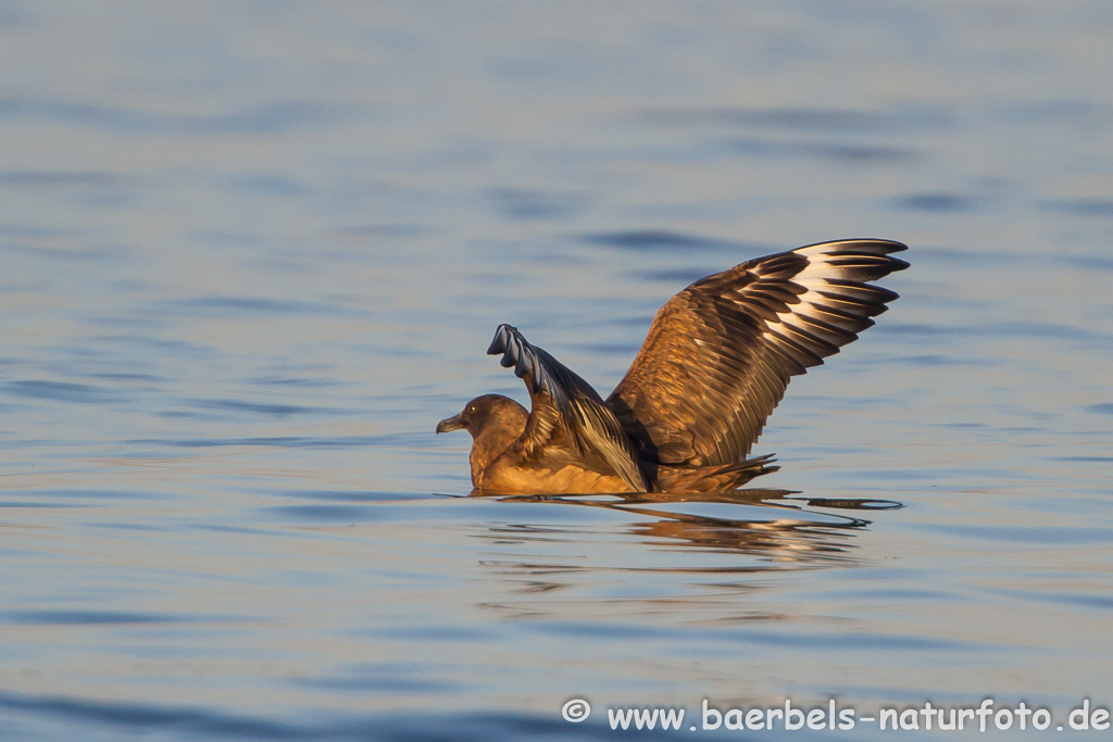 Skua