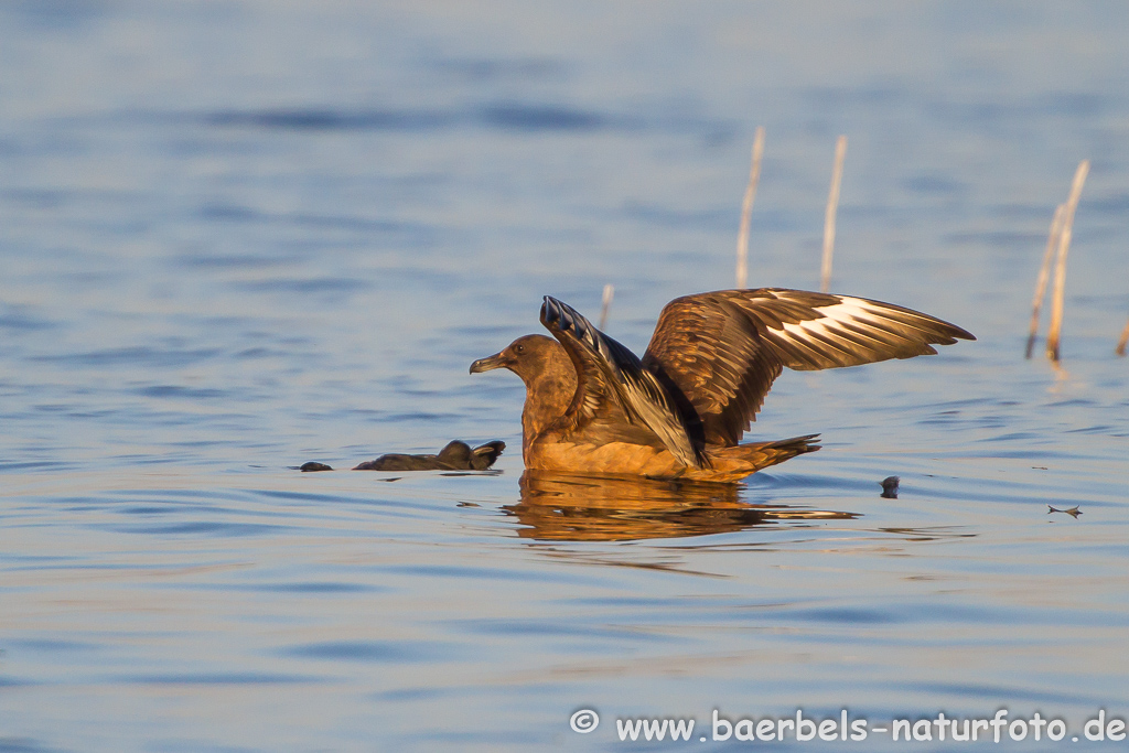 Skua