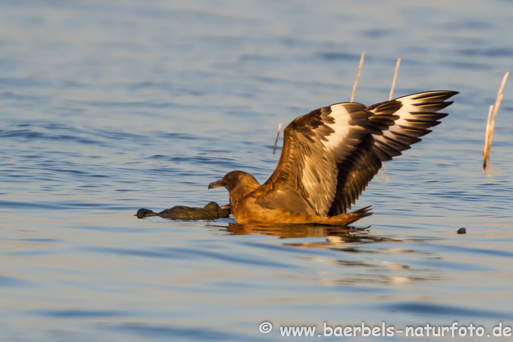 Skua