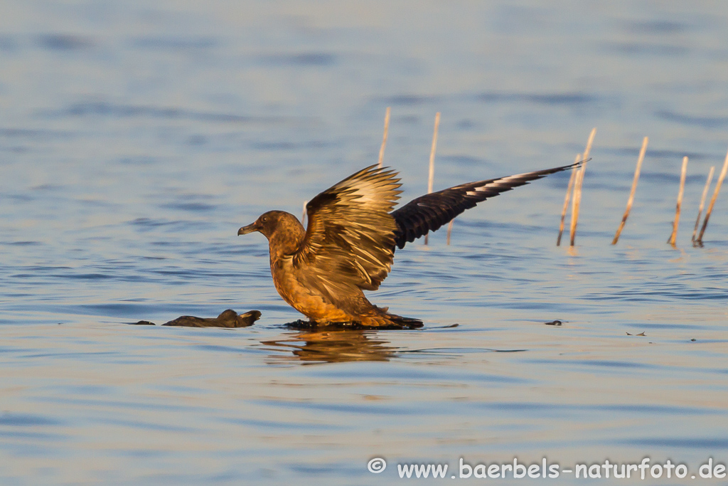 Skua