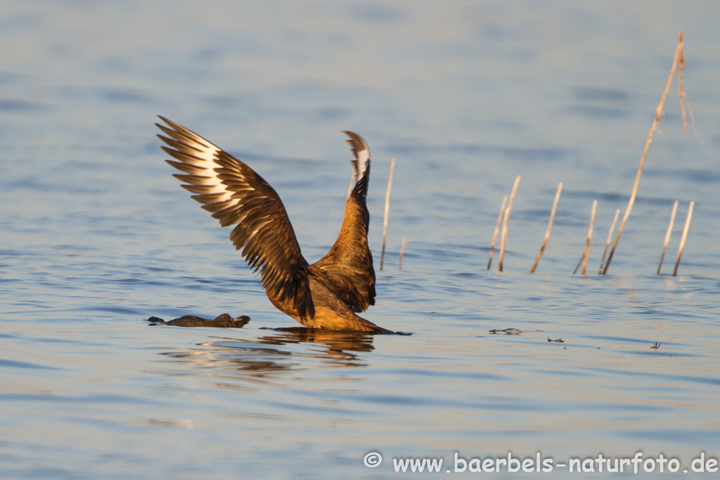 Skua