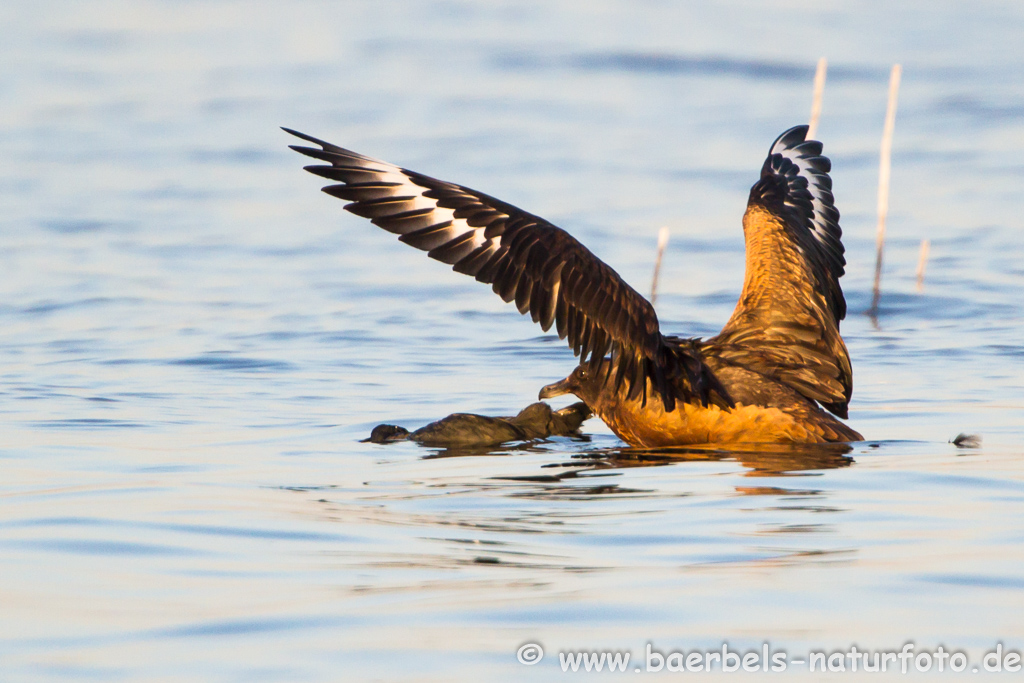 Skua