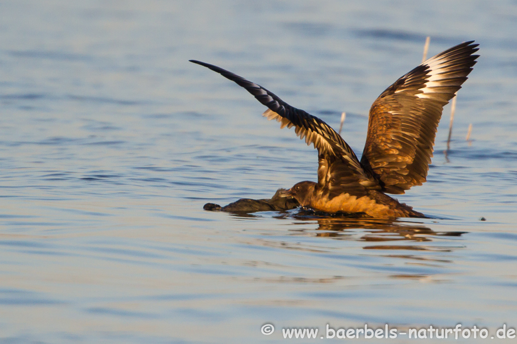 Skua