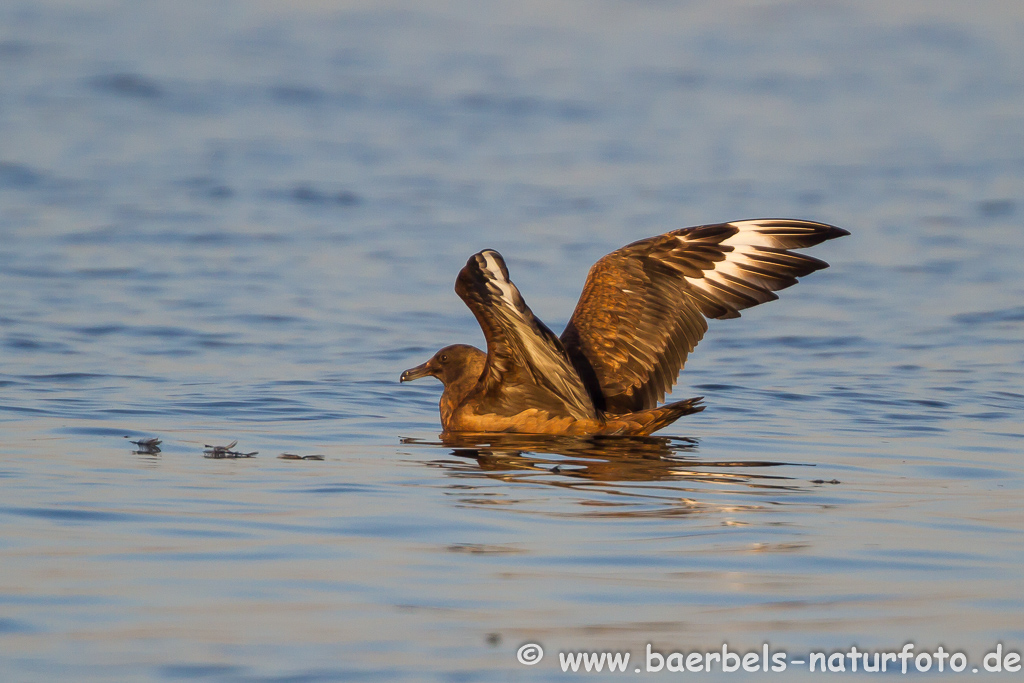 Skua