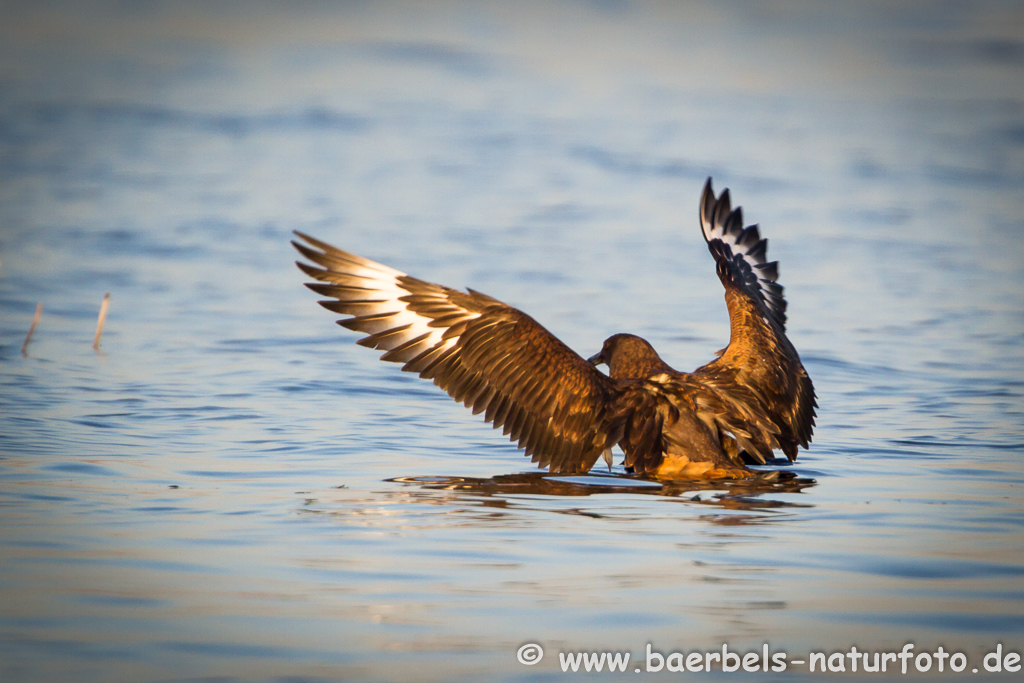 Skua