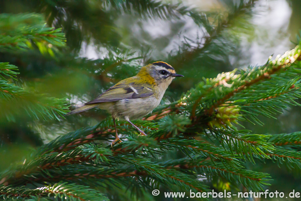 Sommergoldhähnchen