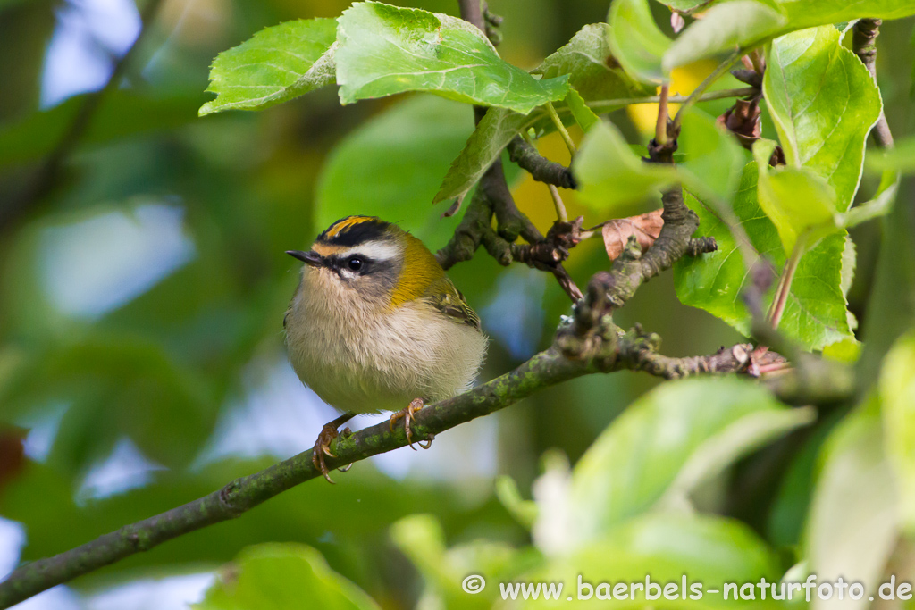 Sommergoldhähnchen