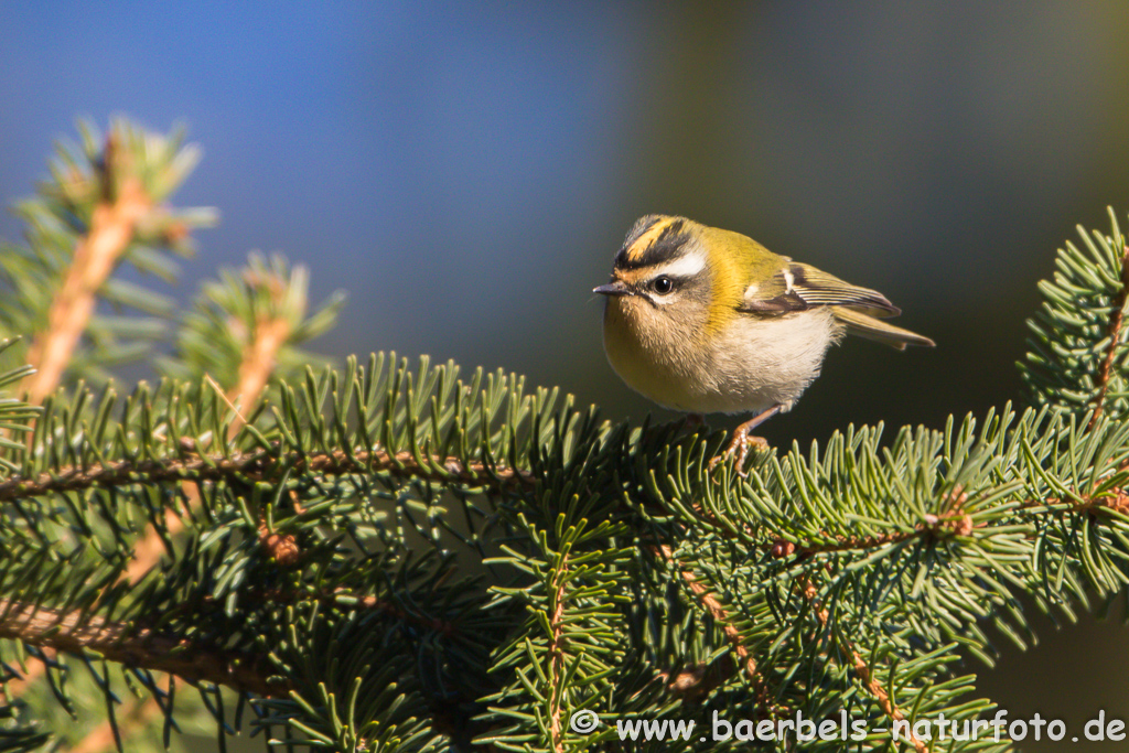 Sommergoldhähnchen