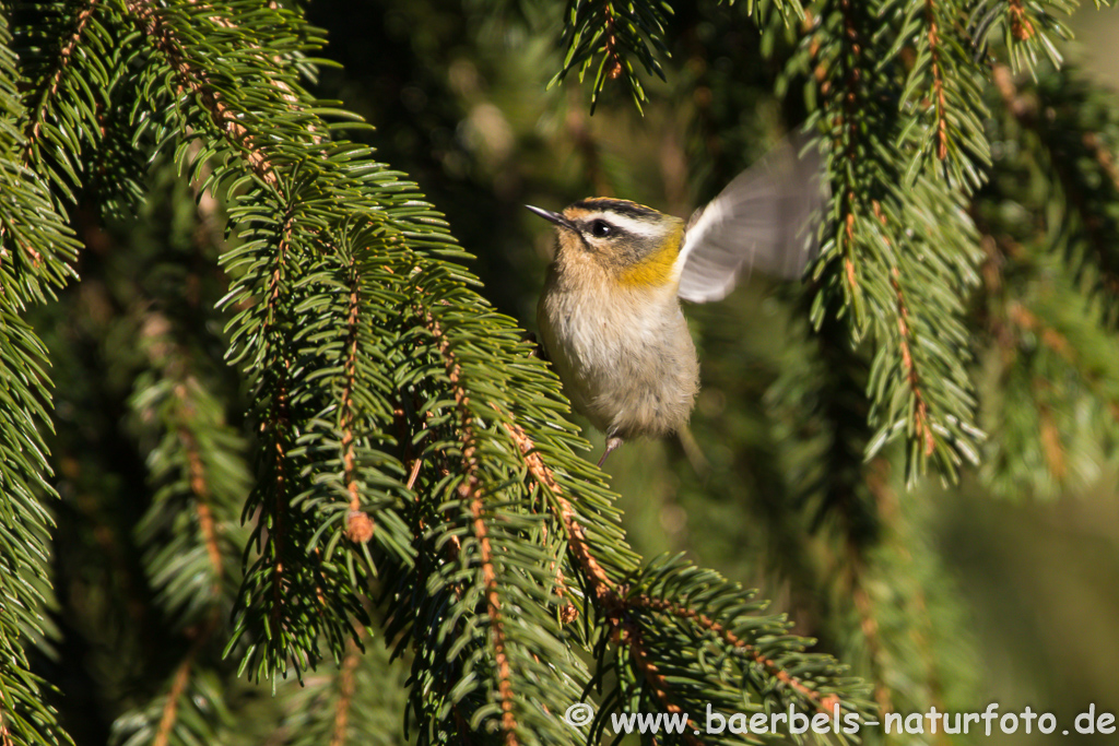 Sommergoldhähnchen