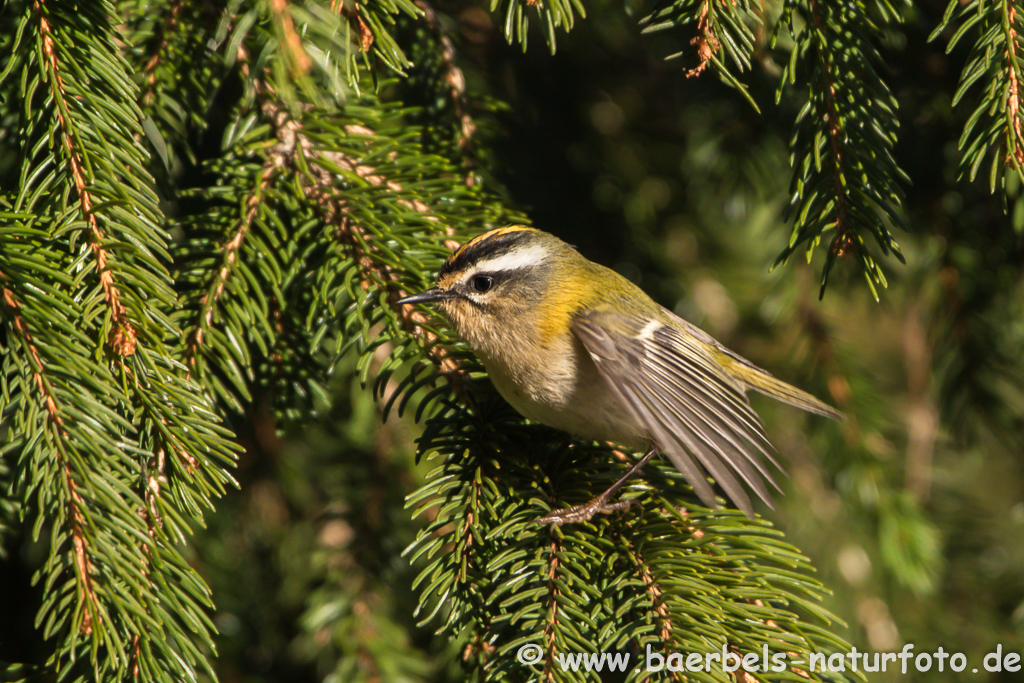 Sommergoldhähnchen