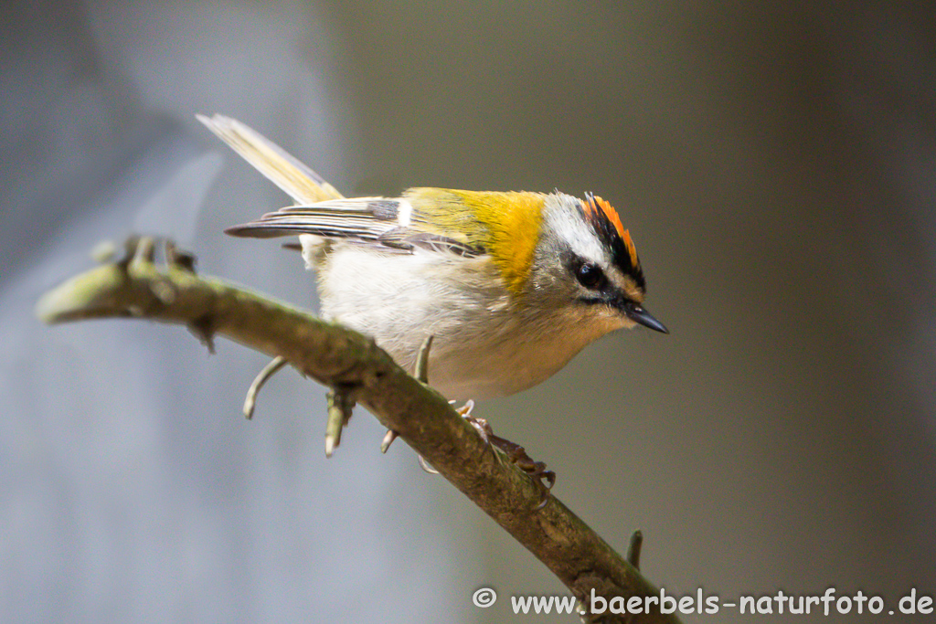 Sommergoldhähnchen