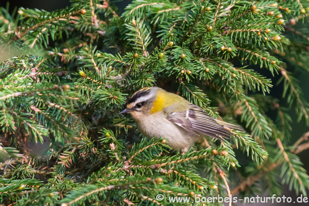 Sommergoldhähnchen