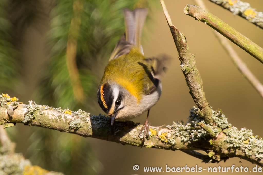 Sommergoldhähnchen