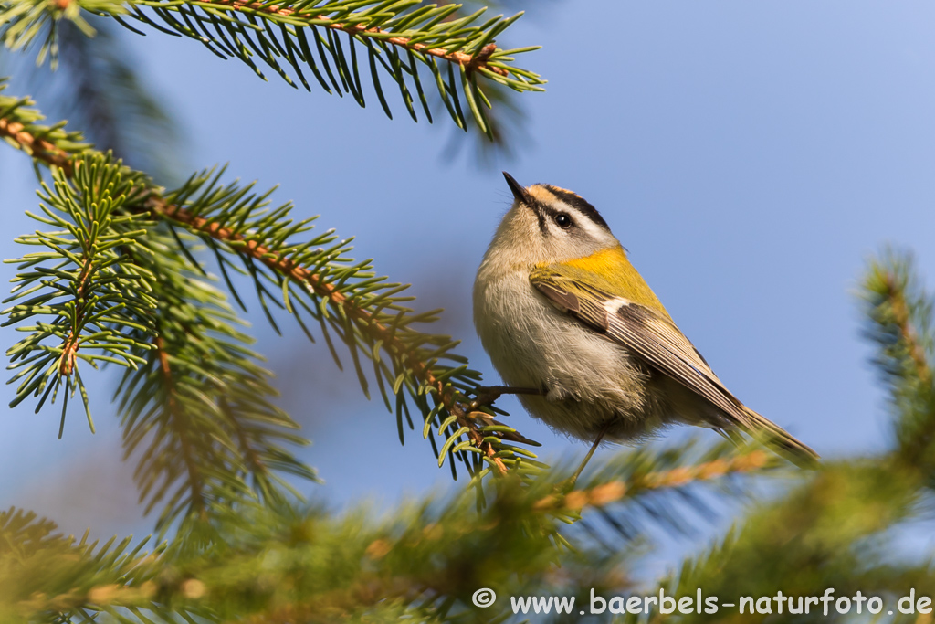 Sommergoldhähnchen